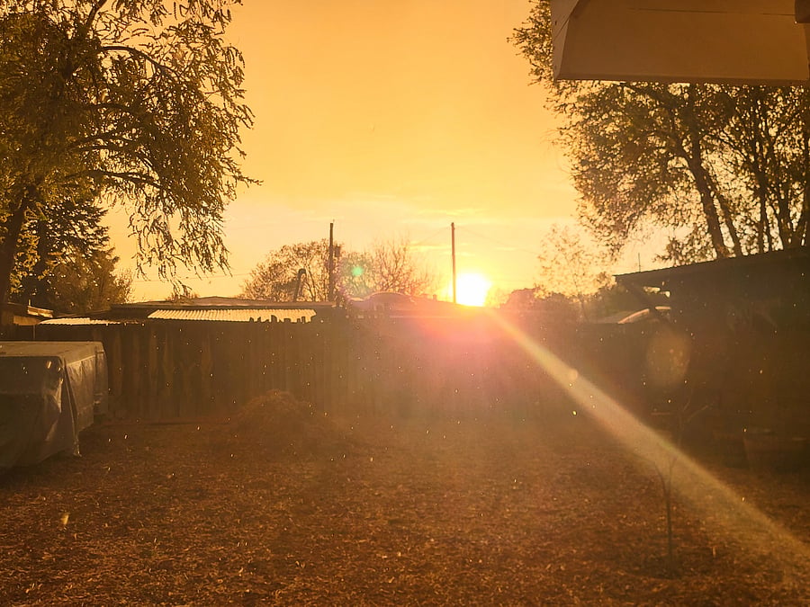 Backyard sunset