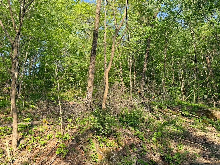 View from the living room to the backyard. This is only a small section of the woods surrounding the property.