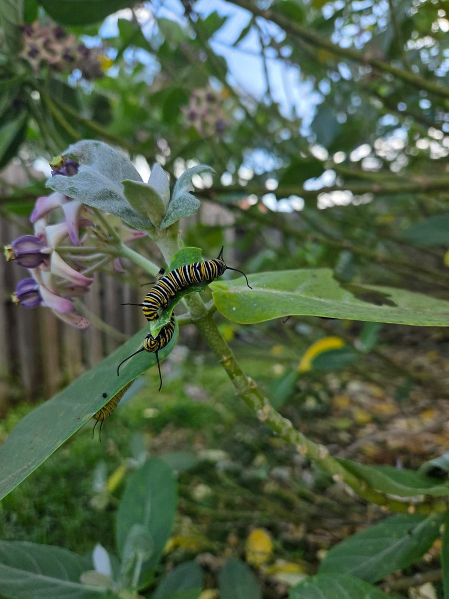 Monarch butterfly caterpillars