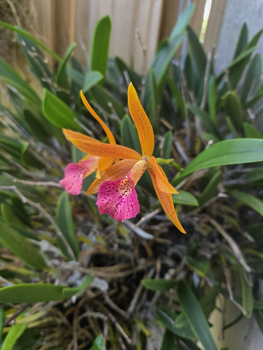 Orchid from our garden