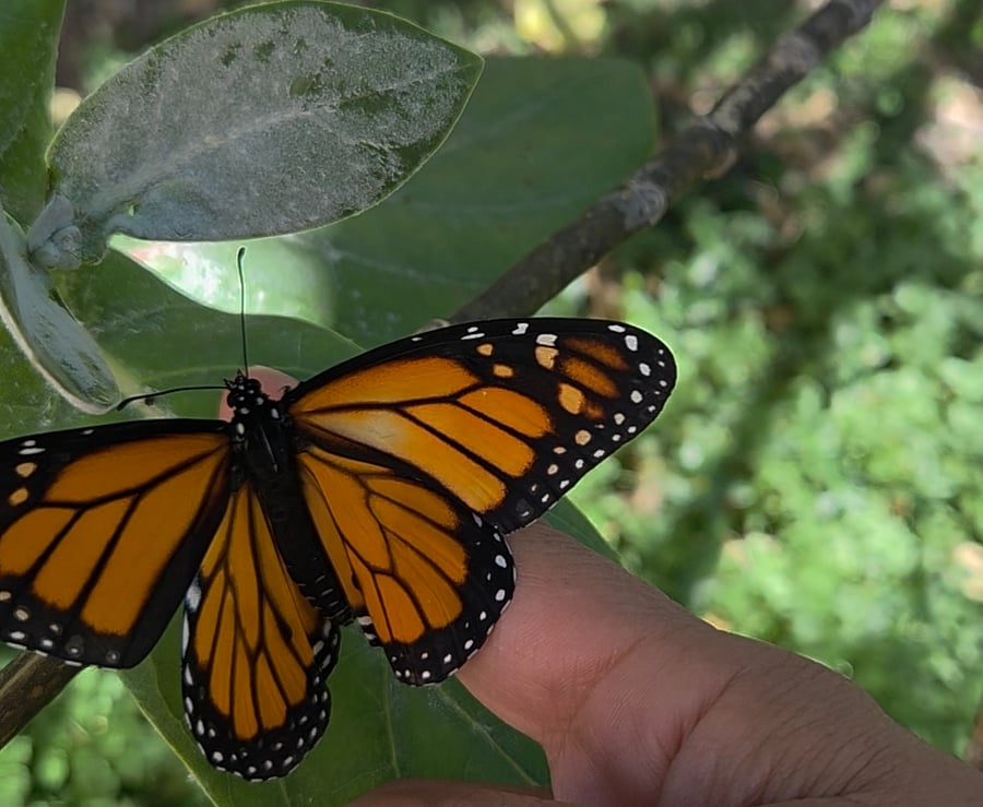 Monarch Butterfly Sanctuary