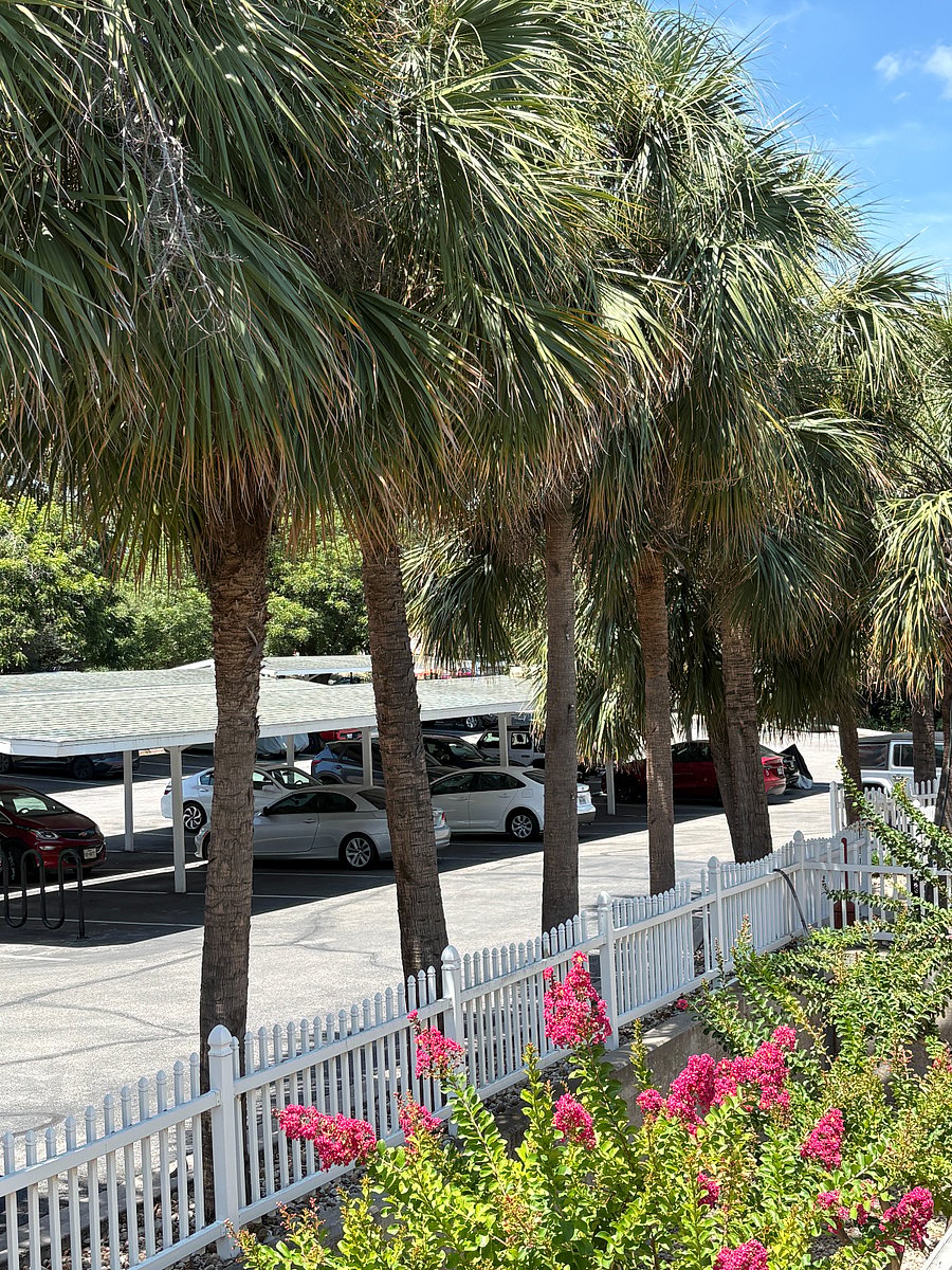 Some parking is covered.  The palm trees are special - they are somewhat rare in Austin.