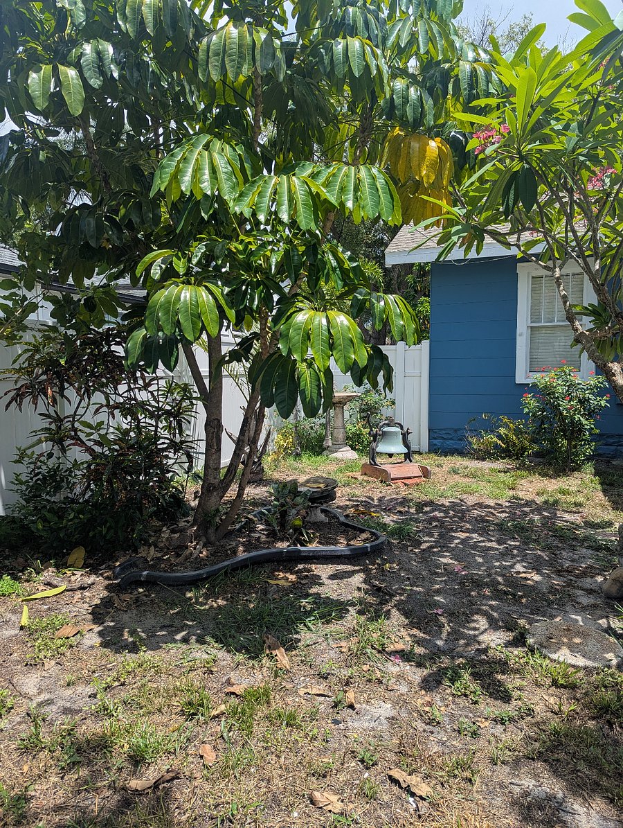 Spacious Backyard