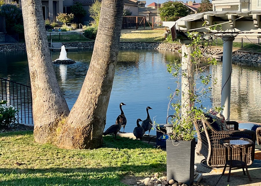 Occasional visits from local ducks and geese along the lake.