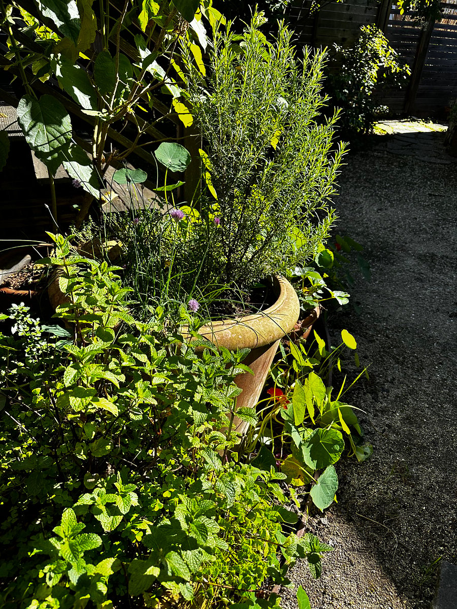 lots of fresh herbs in the garden