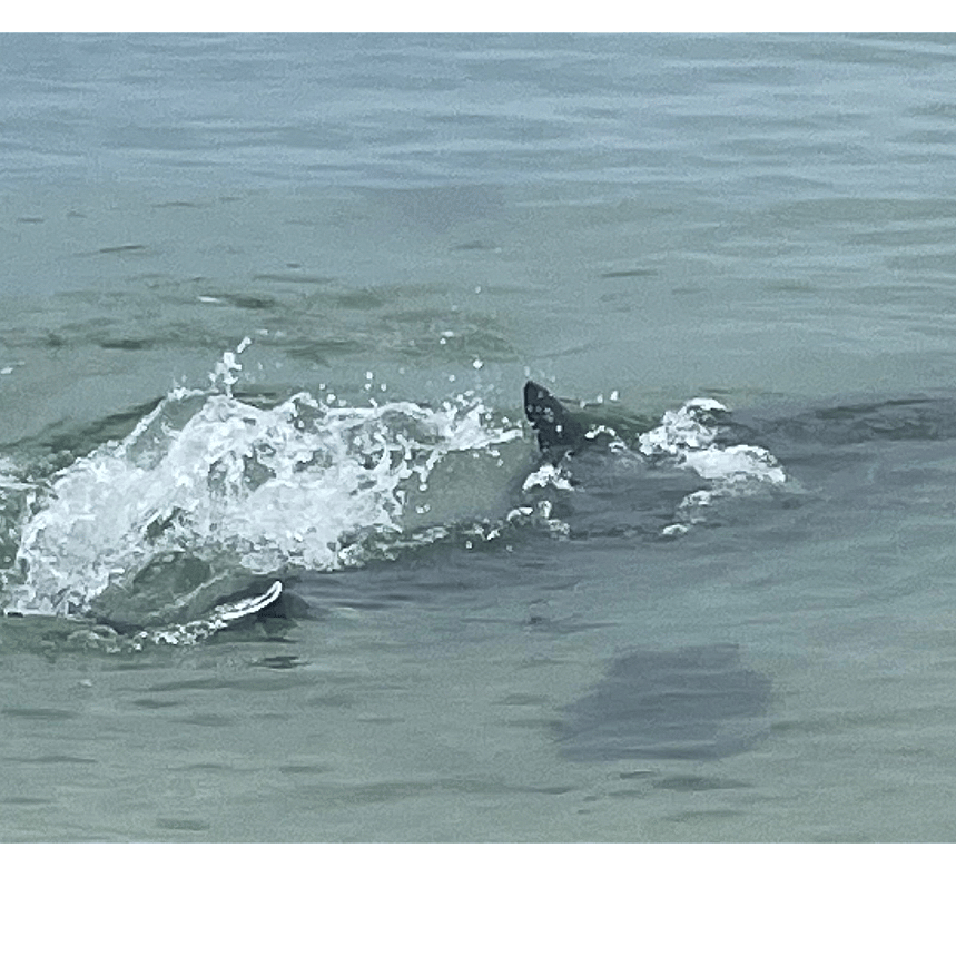 Dolphins swimming at Bonita Beach