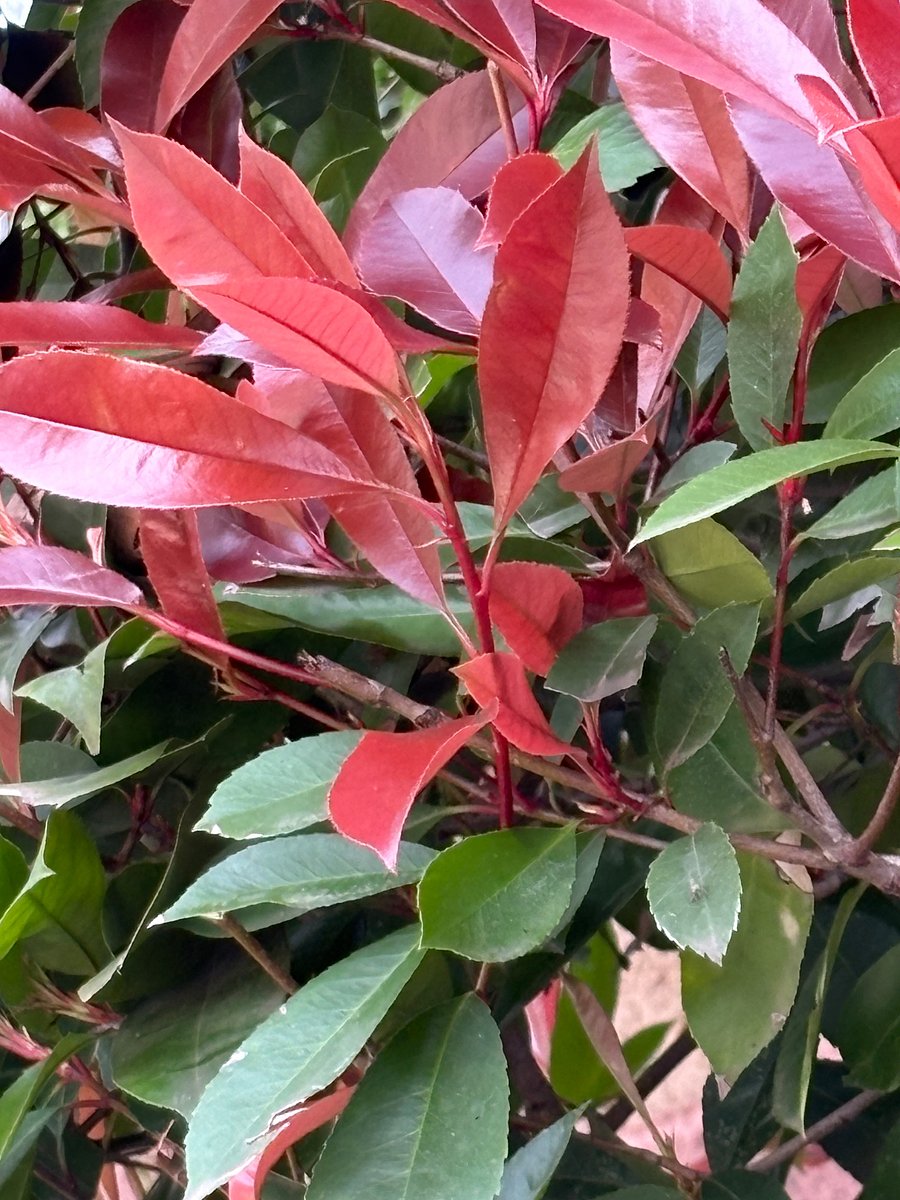 Just one of the many plants outlining our home. This one is a favorite of the rabbits.
