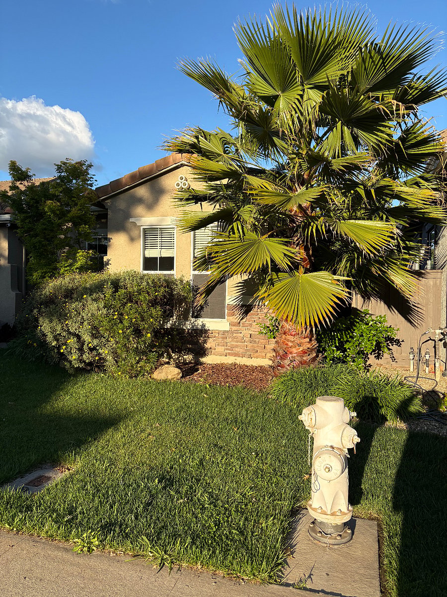 This is the view from the non-LFL side of the house where a third bedroom is used for scrapbooking, music, and sewing machines. Isnt that a gorgeous palm?! Our entryway is to the left.