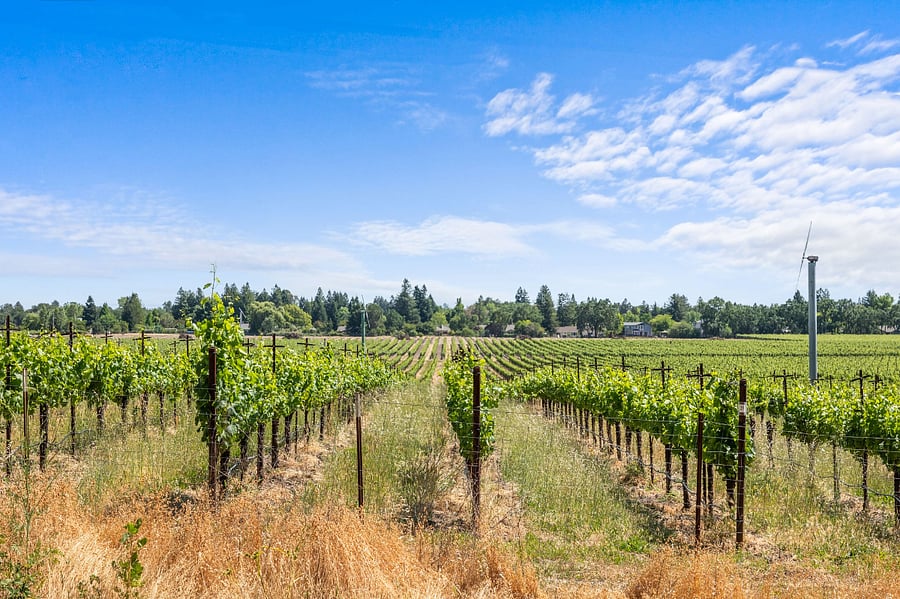 Vineyard Views