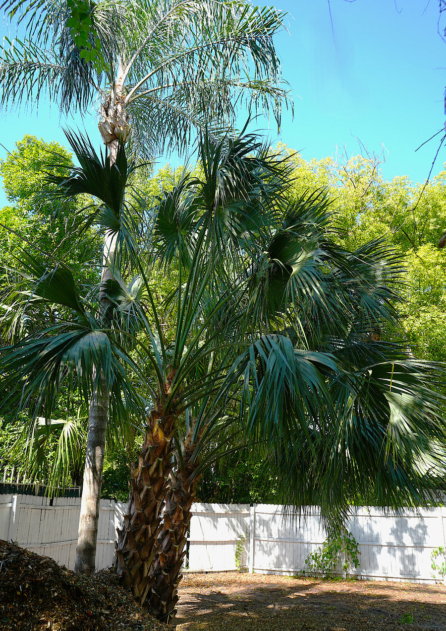 back yard