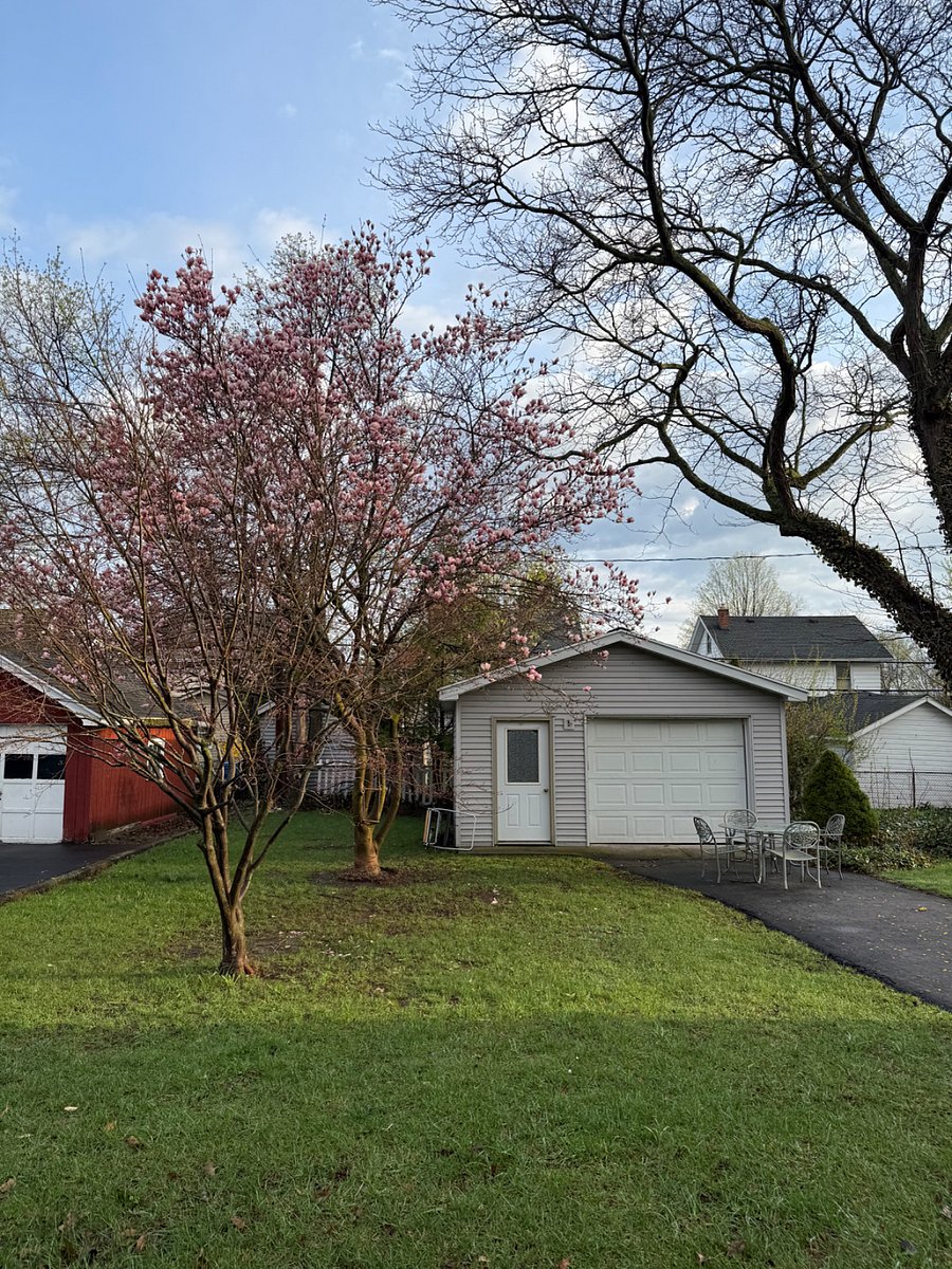 Backyard with recently blooming magnolia tree