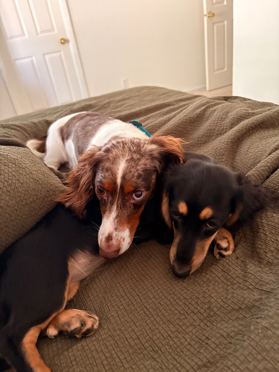 Doggies