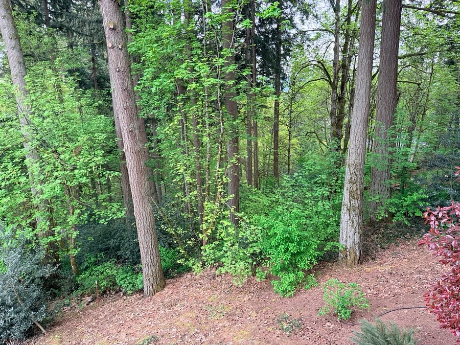 Kitchen/Backyard Property Views.