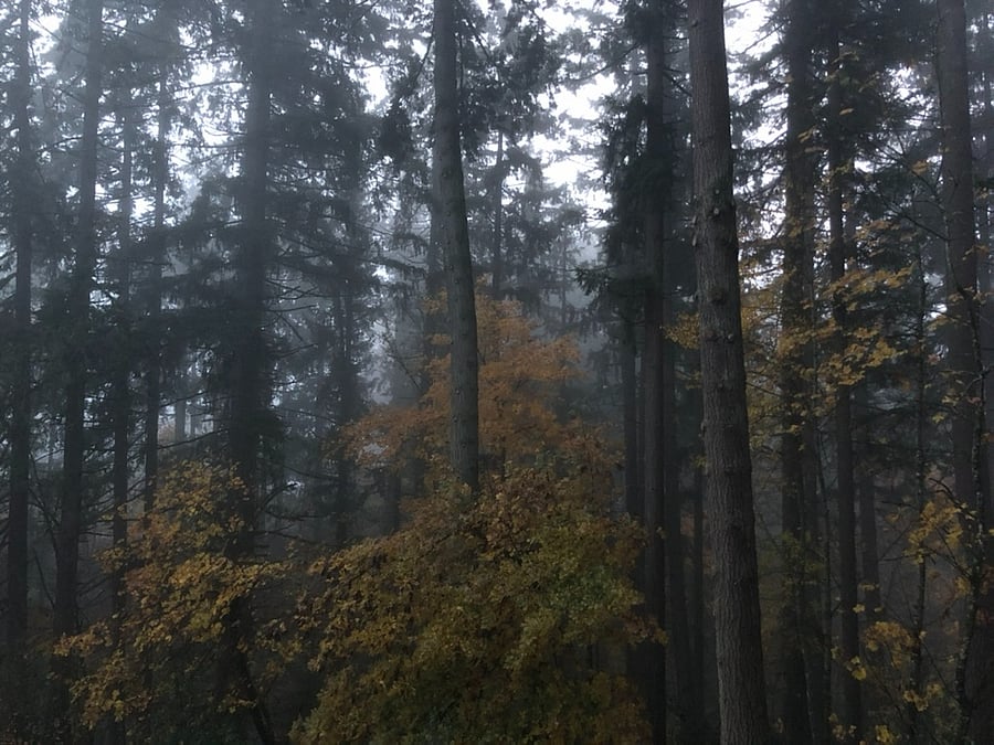 Fall Backyard Property Views.