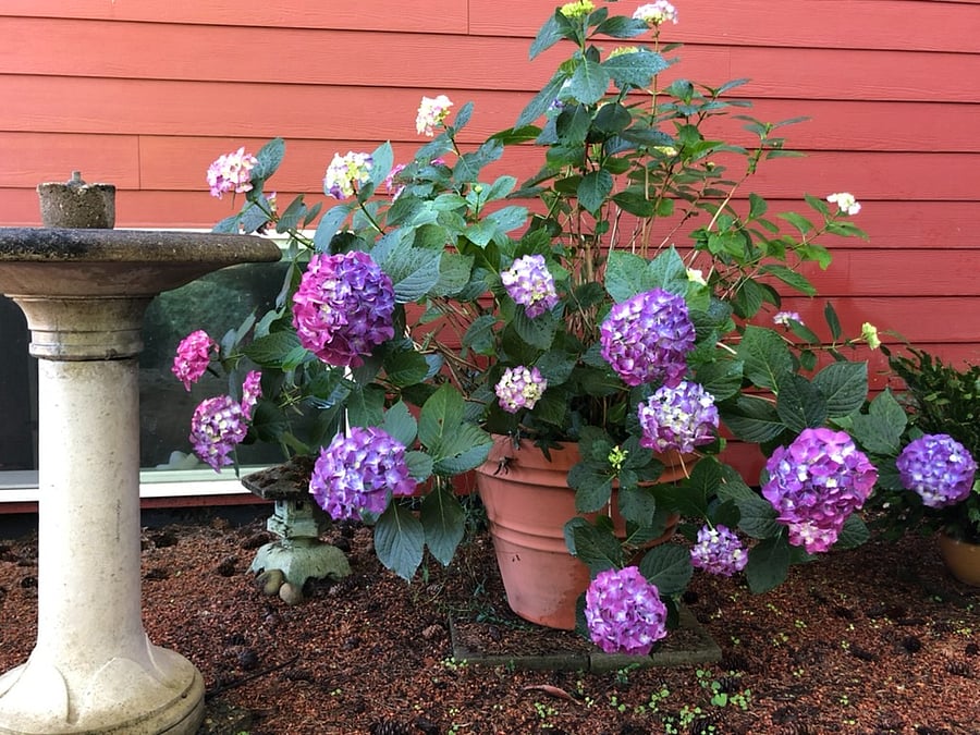 Spring/Summer Front Yard Property Views.