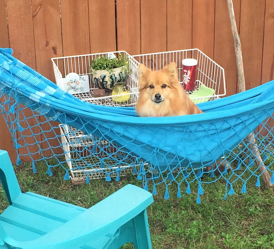 Take a nap or read a book in the hammock. Even in winter there are days when it's warm enough to be out here.