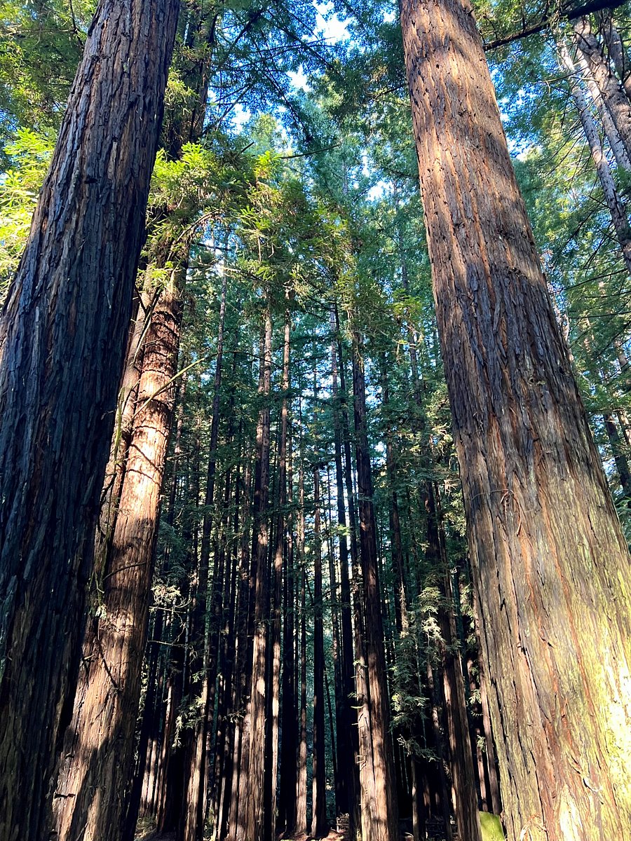 Nisene Marks Forest