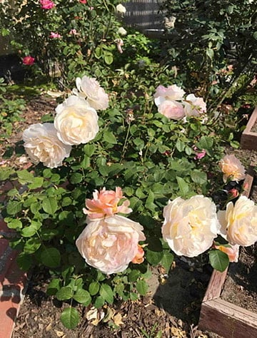 Backyard - Rose bushes 