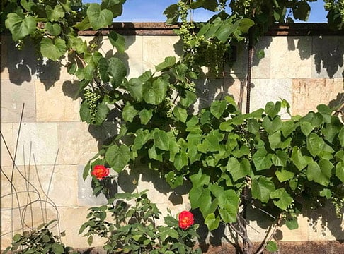Backyard - Vines
