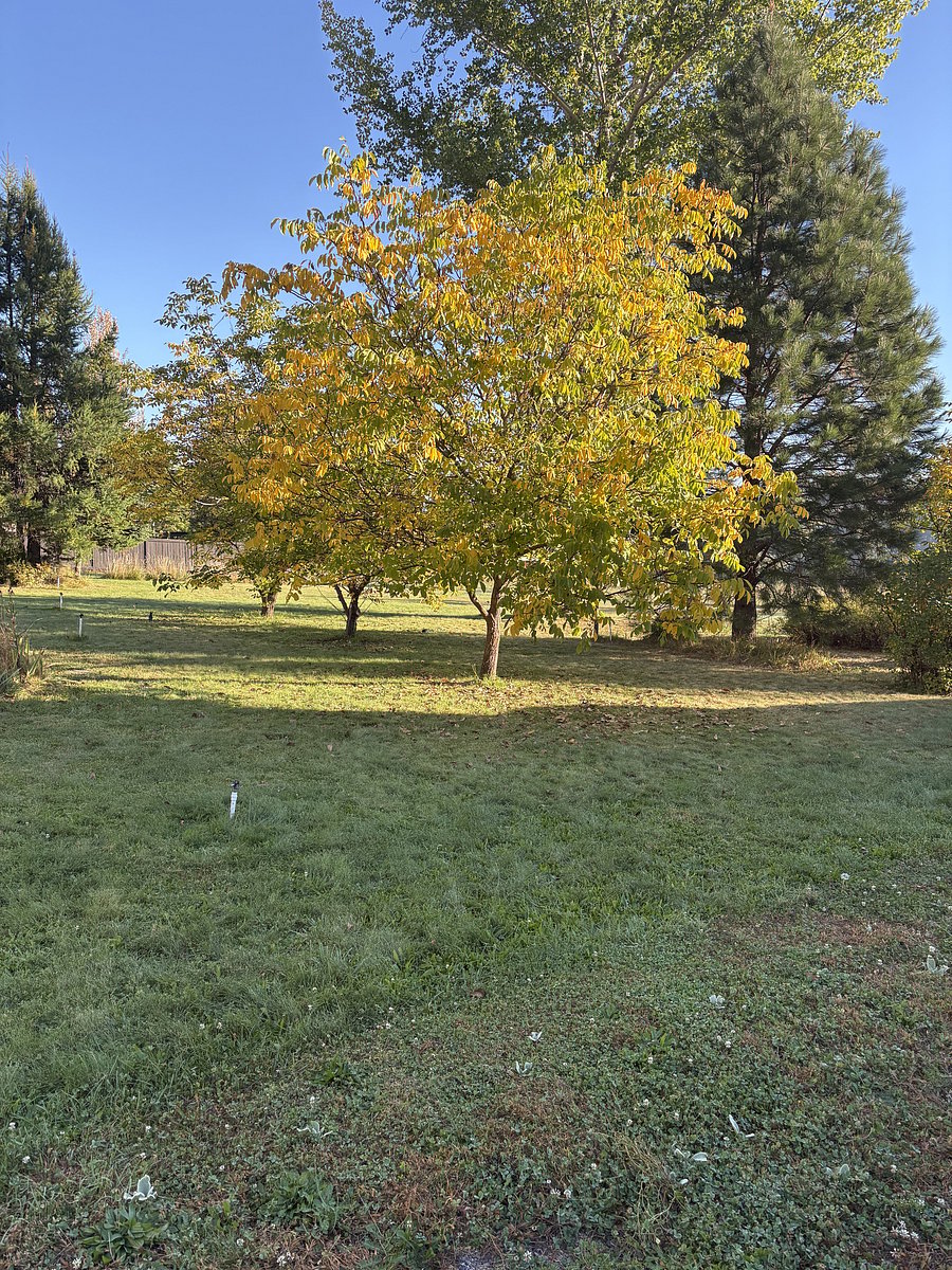 English walnut trees and back yard grounds