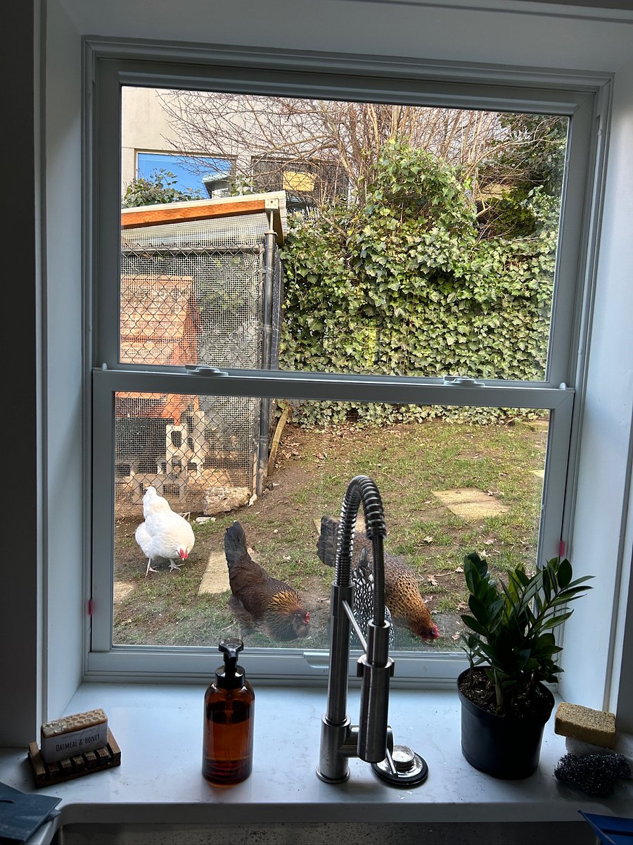 The view from the kitchen window.