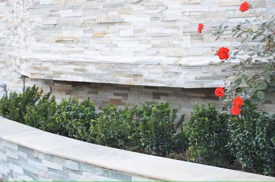 Exterior : plants