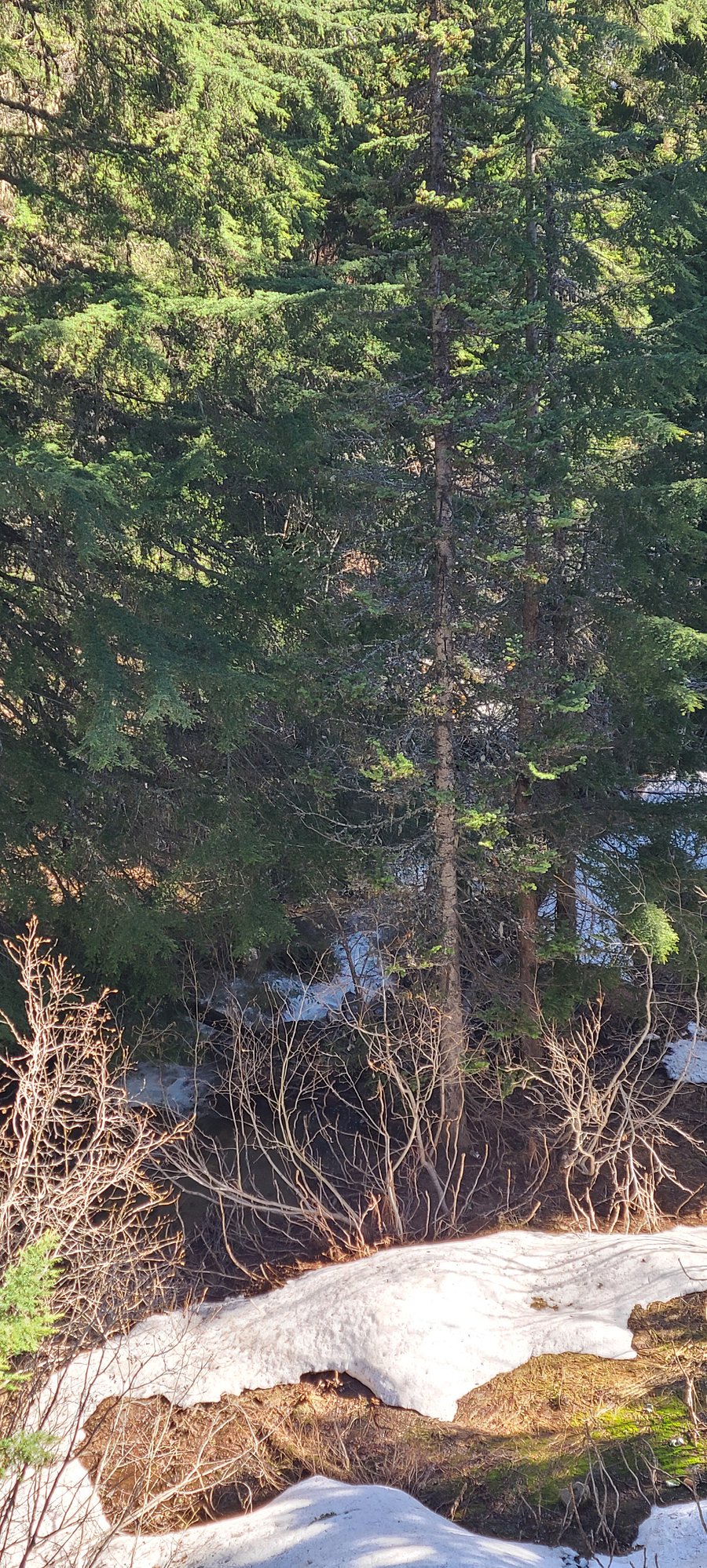 Schweitzer Creek view from Deck.
