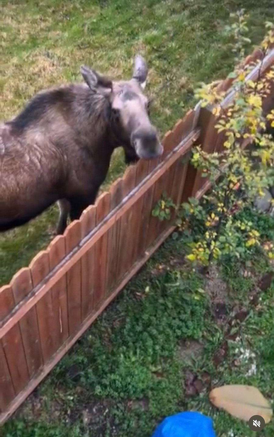 Mumma moose having a nibble of our apple tree!
