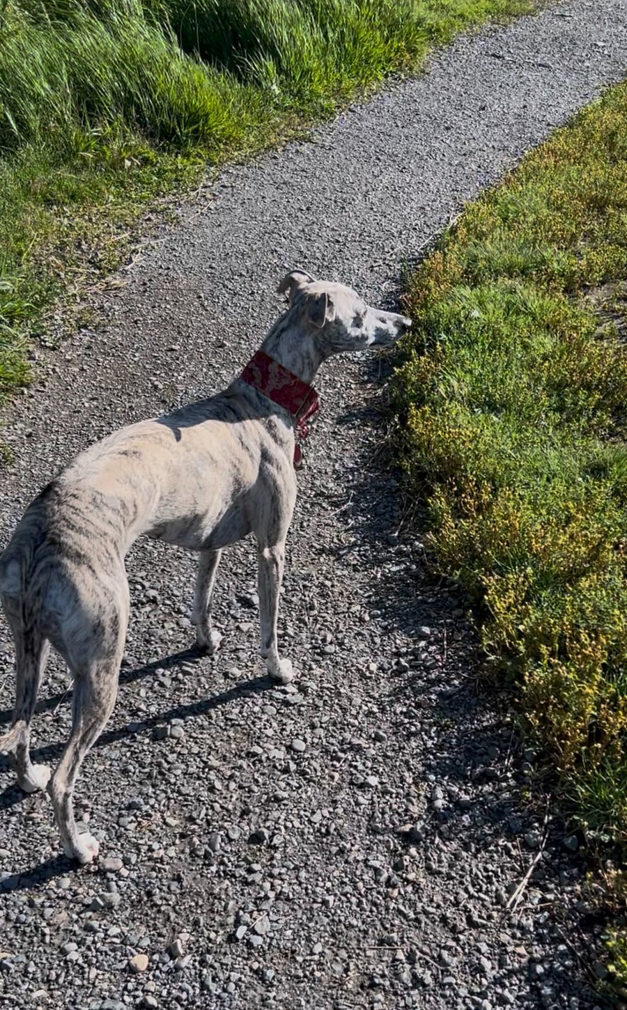 Jorah the friendly Whippet