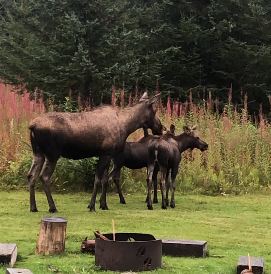 Mamma moose and calves