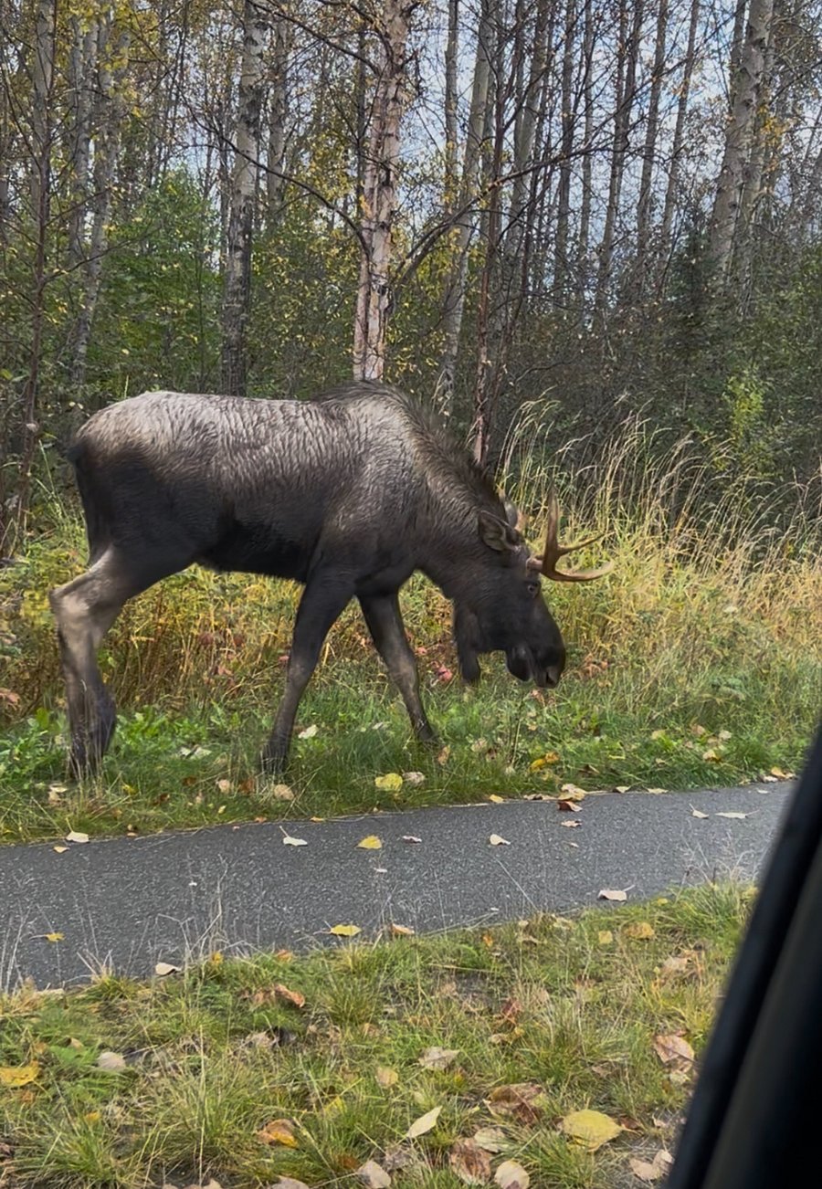 A young buck moose in the hood!