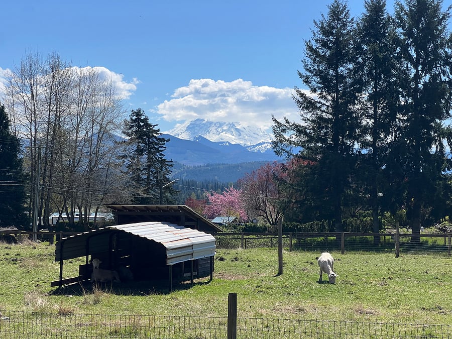 View of Mt. Rainier from deck. Deck available to enjoy throughout the summer. 