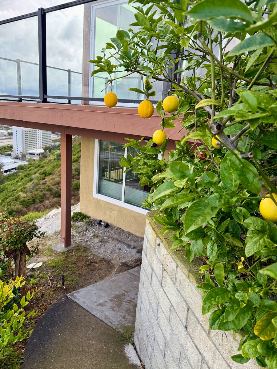 Lemon & Lime Trees at entrance