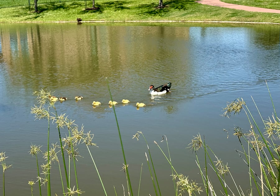 Nature lovers will appreciate the peaceful setting, with birdhouses, ducks and ducklings, turtles, and fish bringing the community to life.