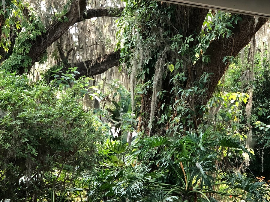 Backyard