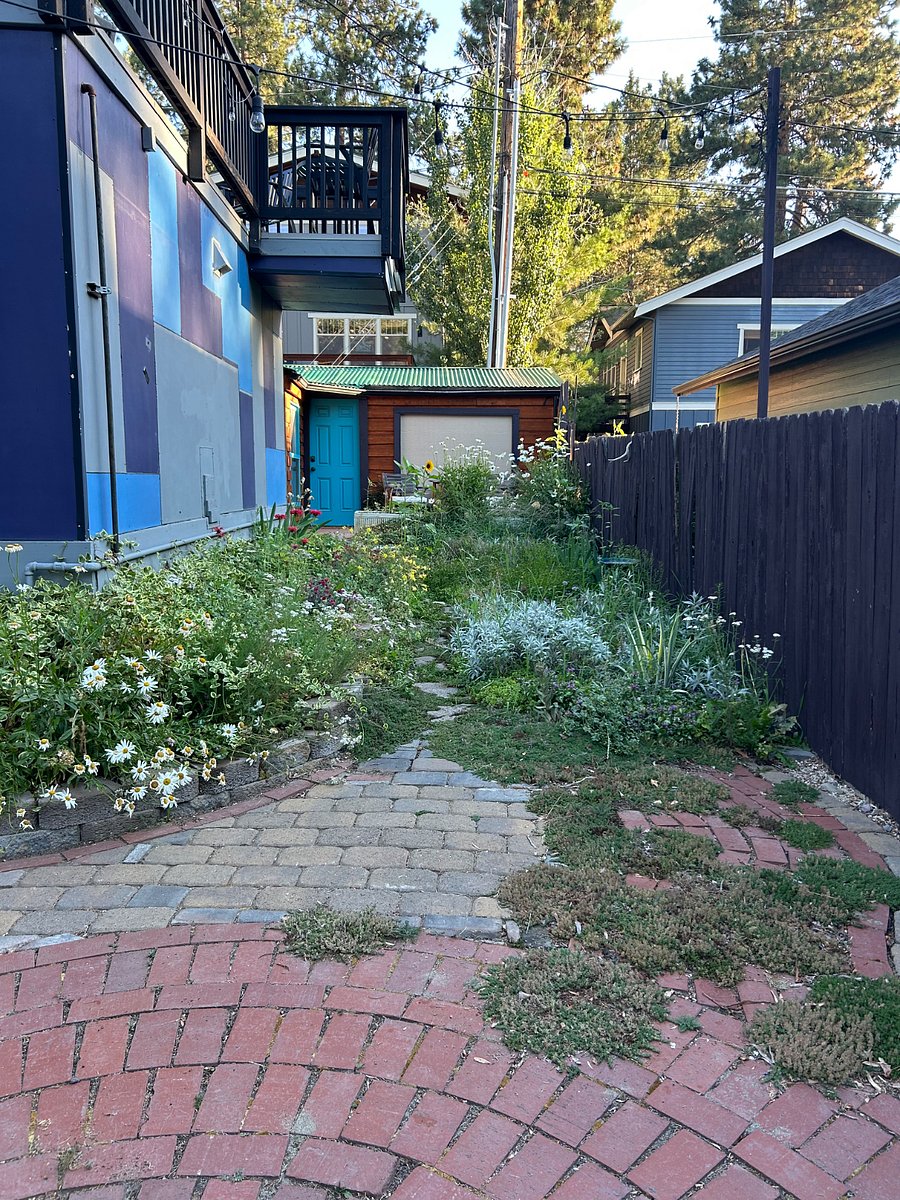 Back garden