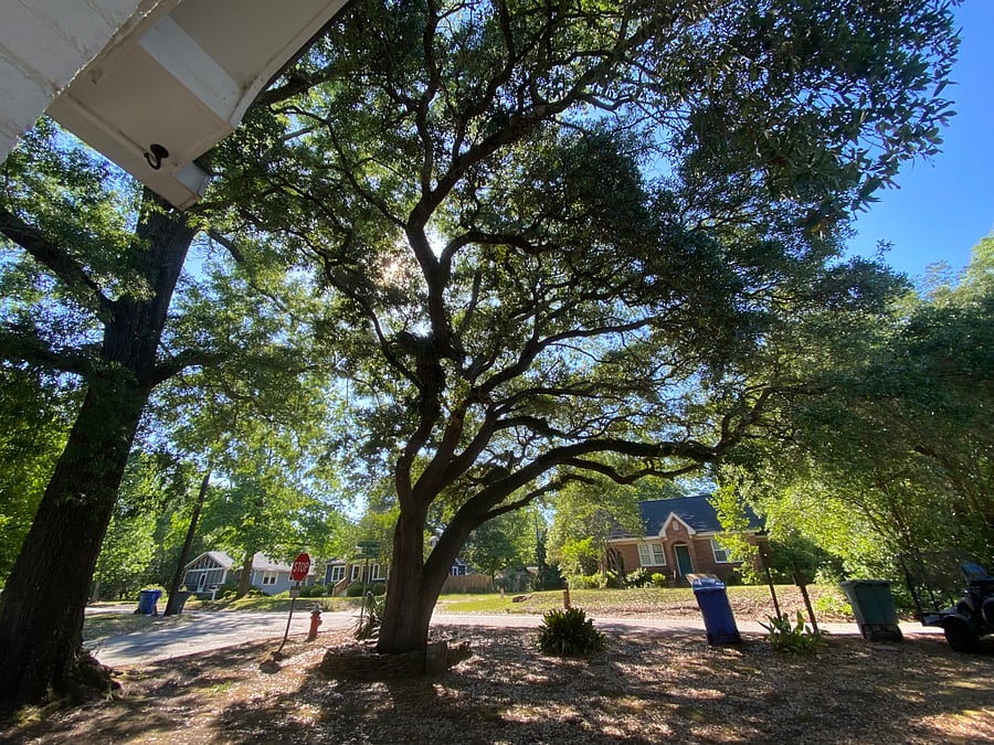 BEAUTIFUL OAK TREE IN FRONT YARD 