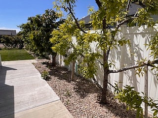 Fruit trees