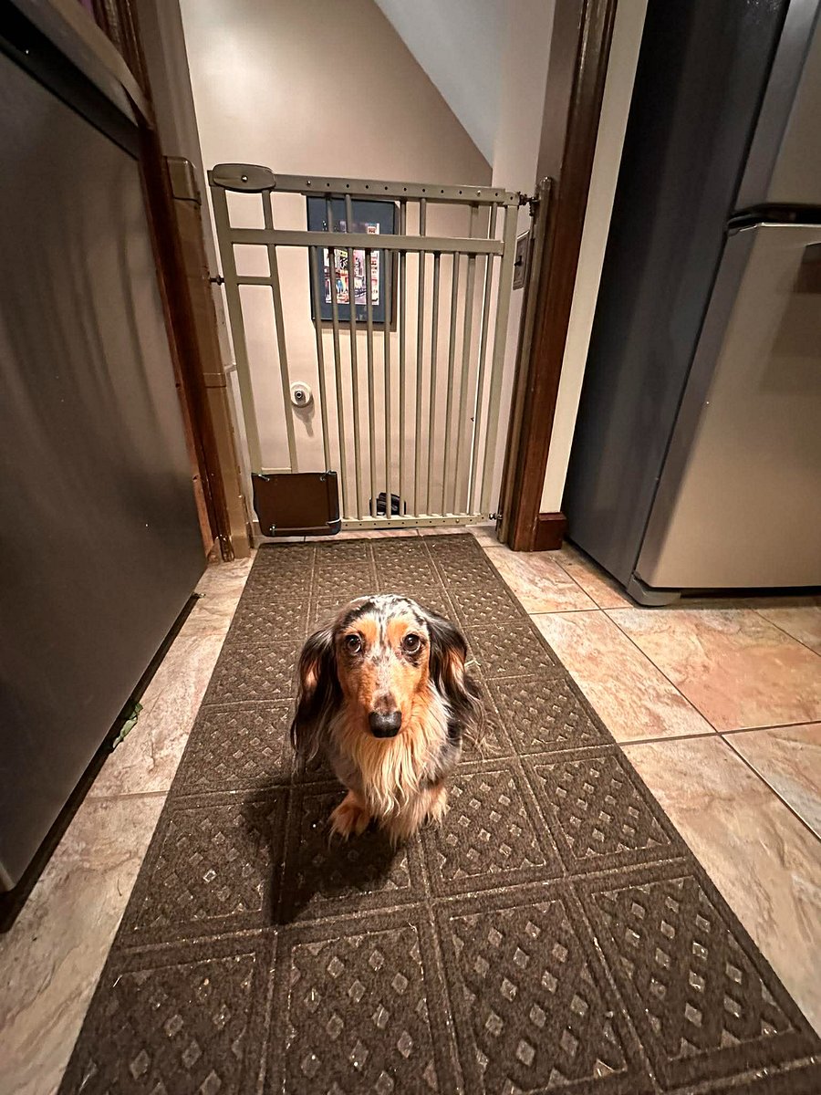 Kitchen Dog Gate