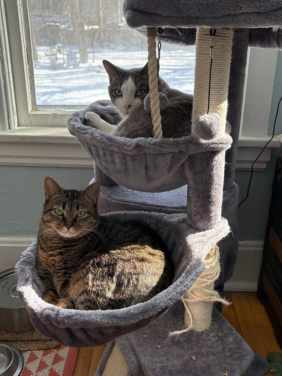 Two Friendly Roommates