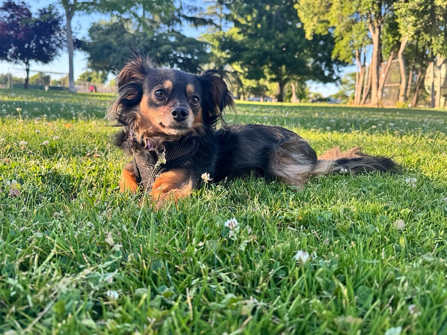 Meet Lulu!