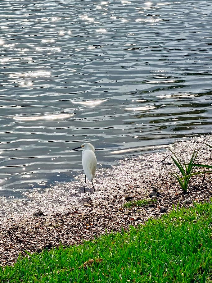 Many bird species visit the lake