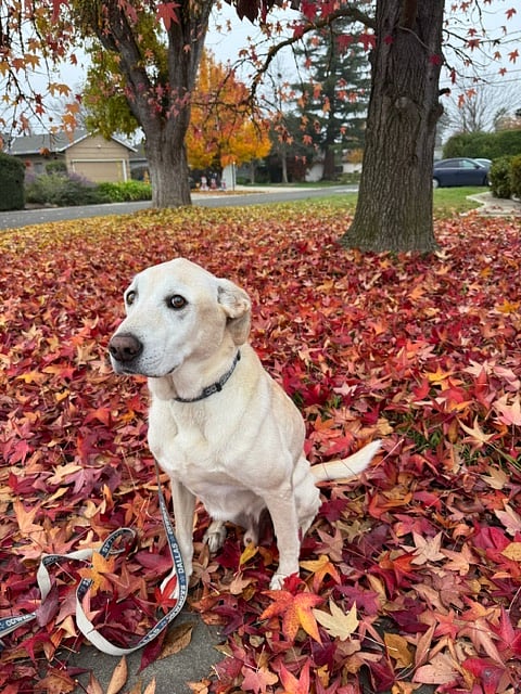 meet Joey. Friendly golden lab