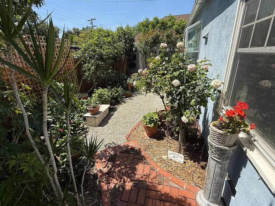 Back Garden
