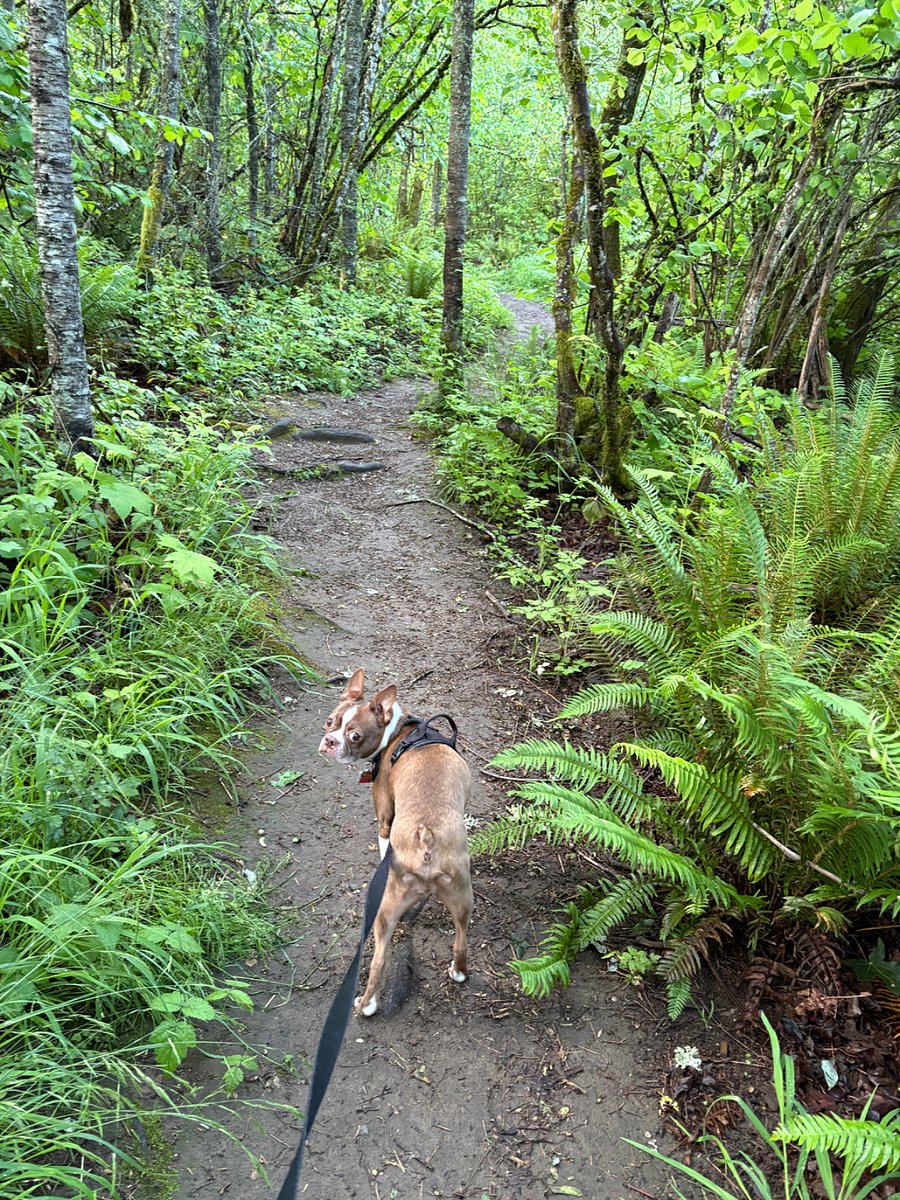 Forested trails throughout the neighborhood.