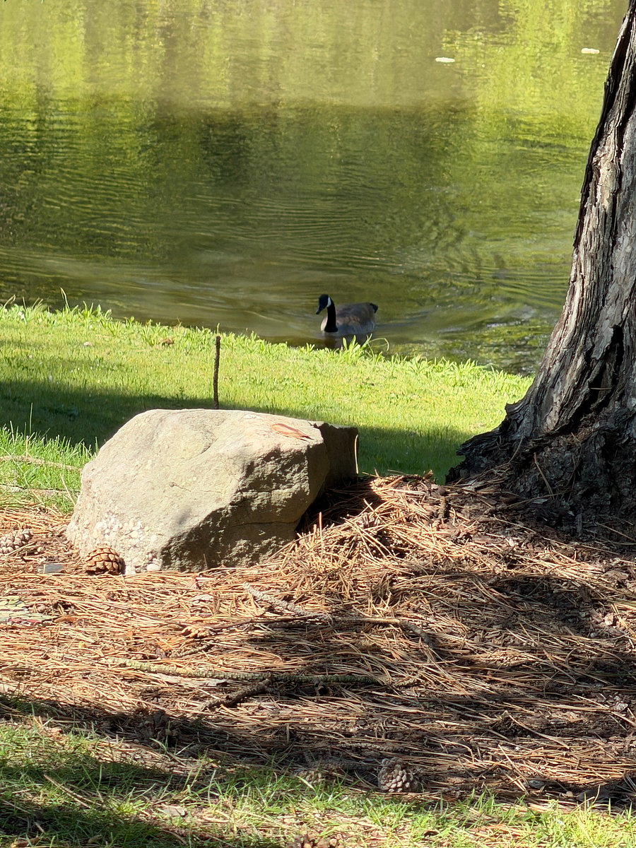 Goose