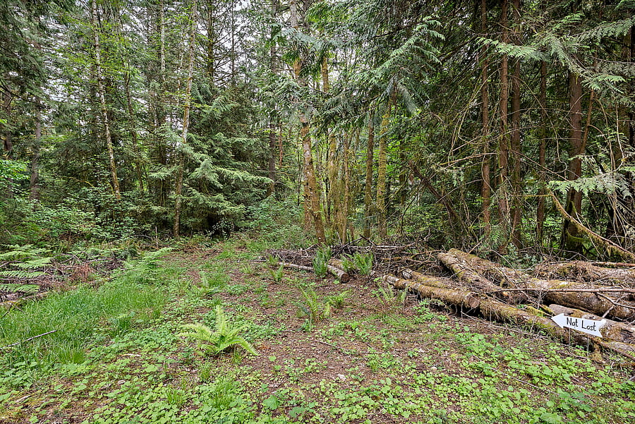 Forest Trails