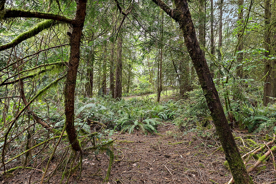 Welcome to the PNW forest!