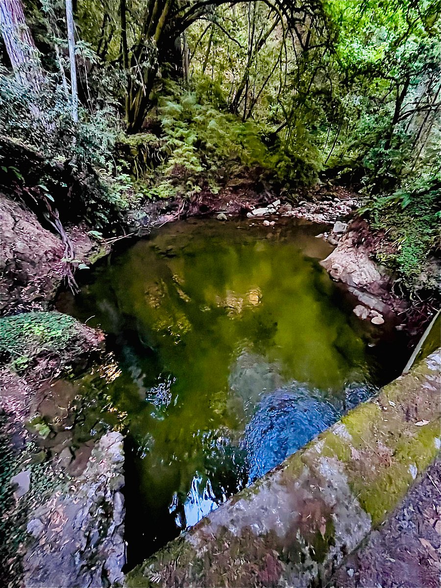 Swimming hole off the creek below the drive