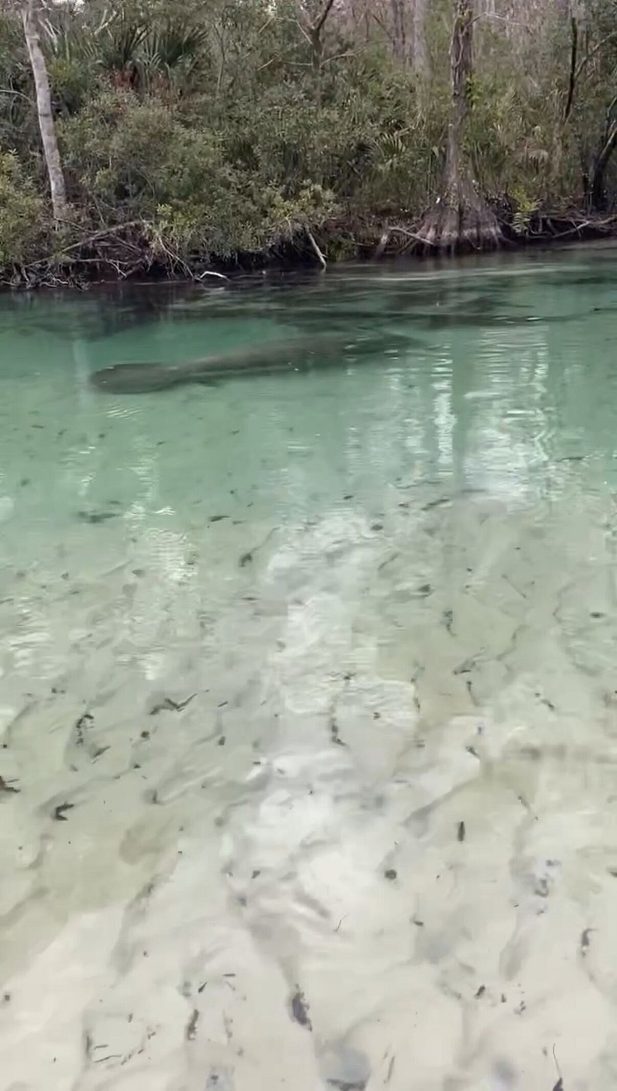 Nearby Weeki Wachee River.  Bring the inflatable kayaks